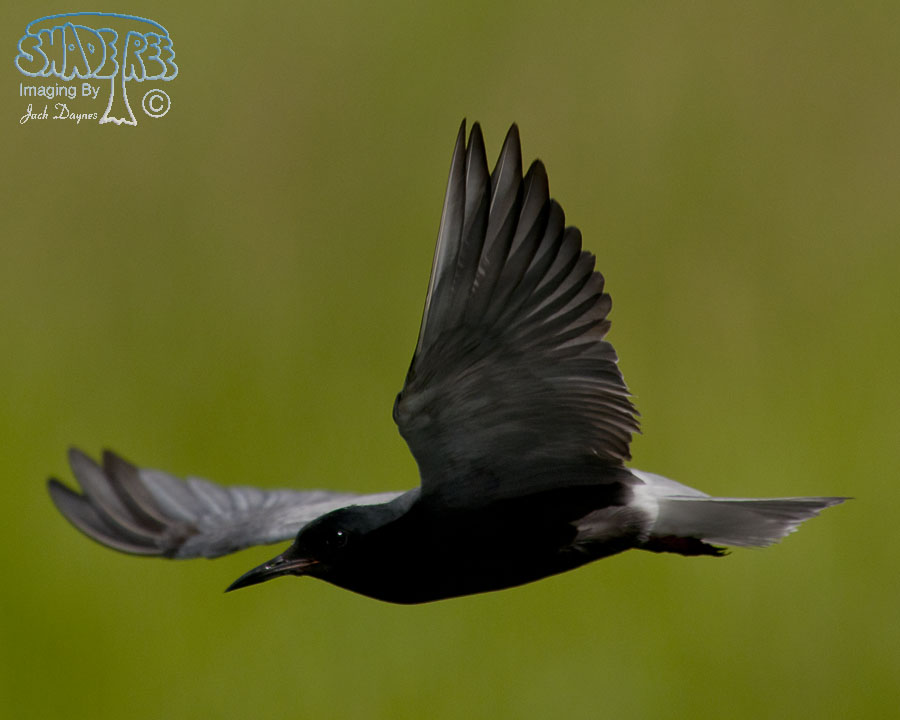 Black Tern - Chlidonias niger