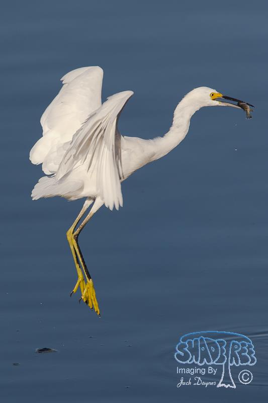 Snowy Egret - Egretta thula