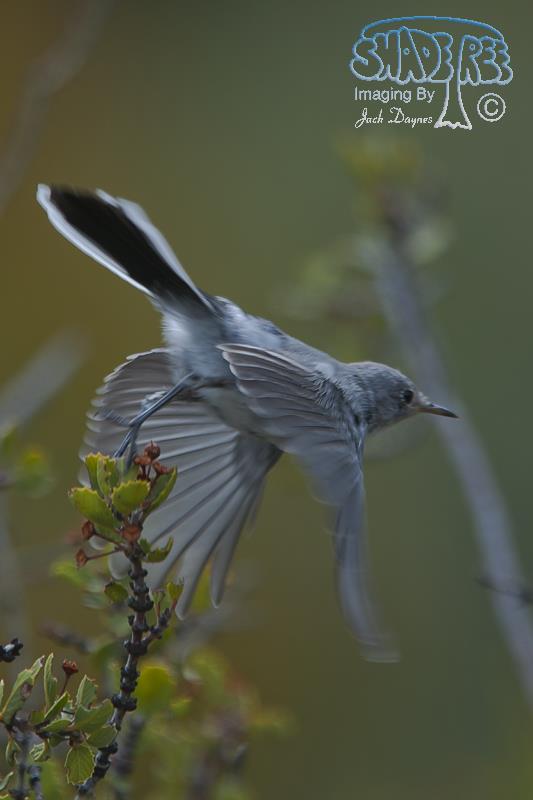 Blue-Gray Gnatcatcher - Polioptila caerulea
