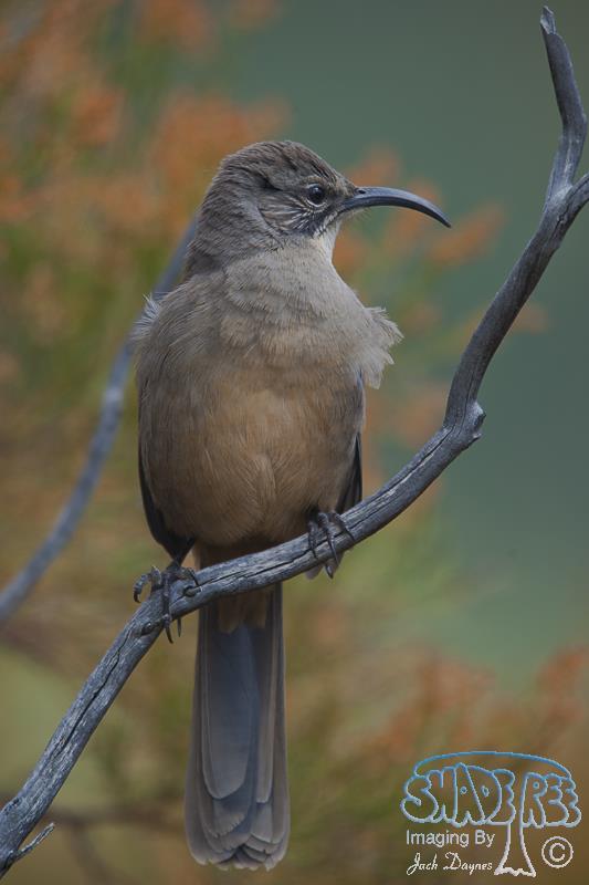 California Thrasher - Toxostoma redivivum