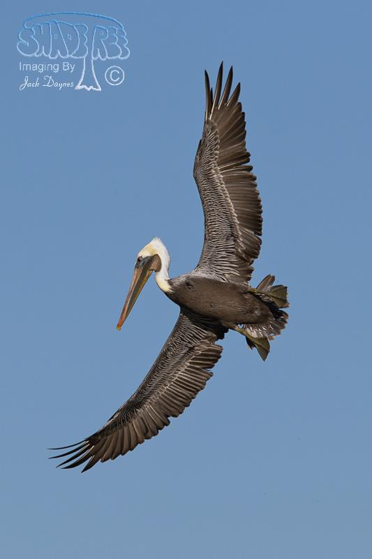 Brown Pelican - Pelecanus occidentalis