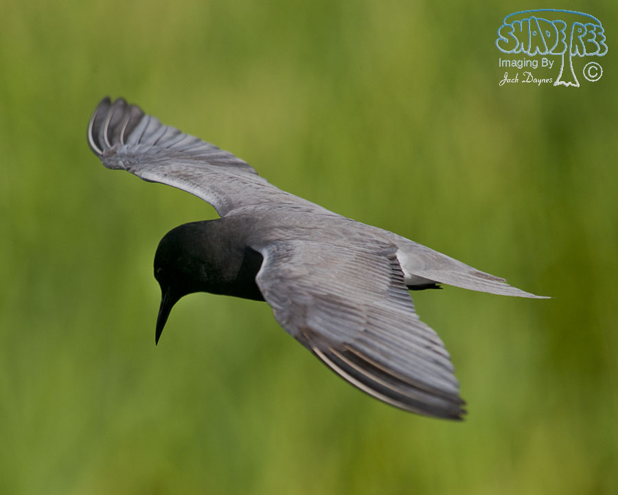 Black Tern - Chlidonias niger