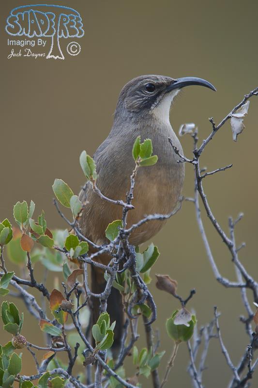 California Thrasher - Toxostoma redivivum