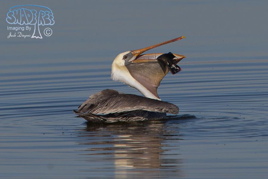 Brown Pelican - Pelecanus occidentalis