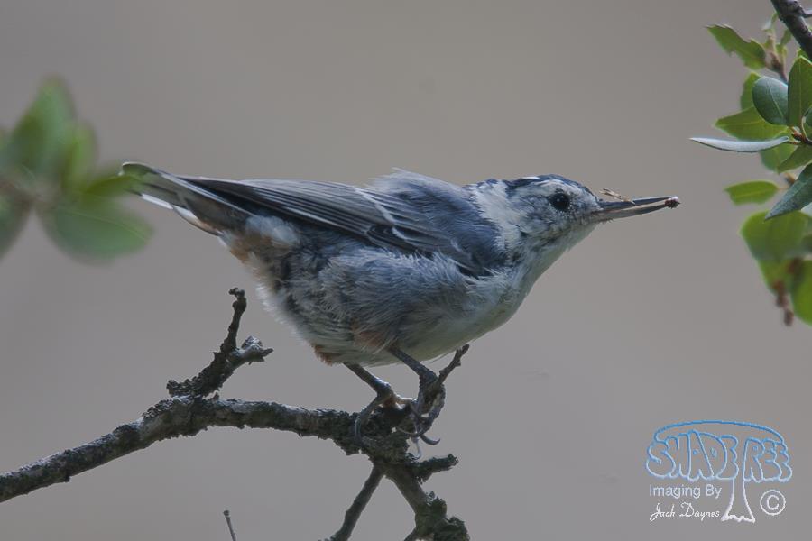 White-Breasted Nuthatch - Sitta carolinensis