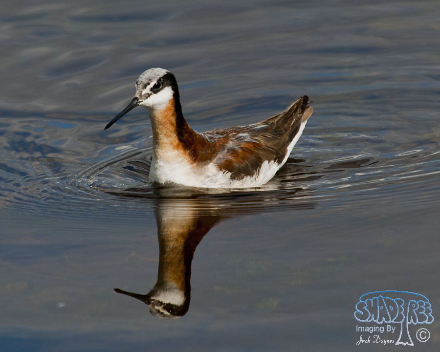 Wilson's Phalarope - Phalaropus tricolor