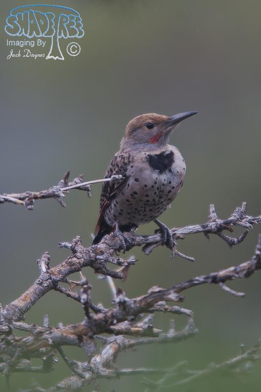 Northern Flicker - Colaptes auratus