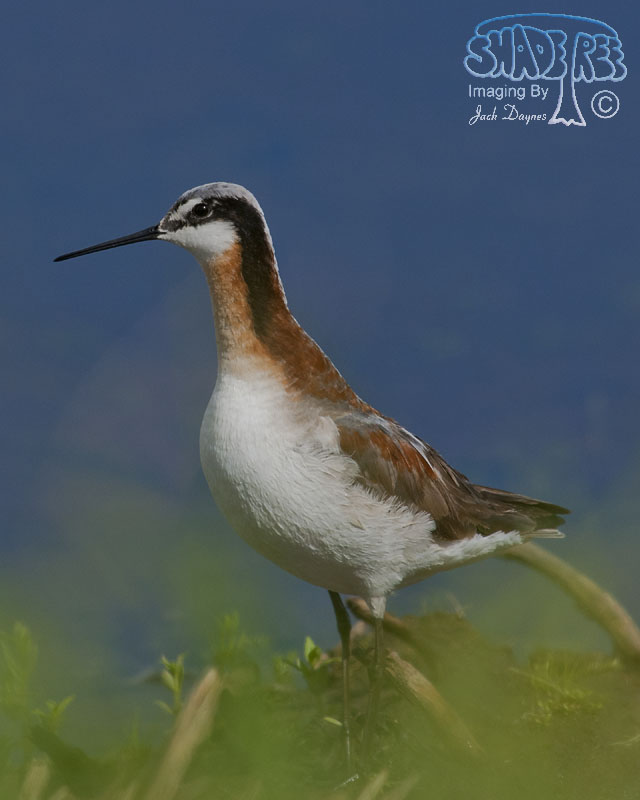 Wilson's Phalarope - Phalaropus tricolor