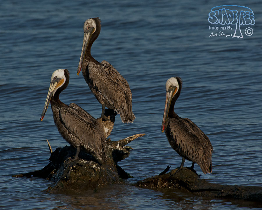Brown Pelican - Pelecanus occidentalis