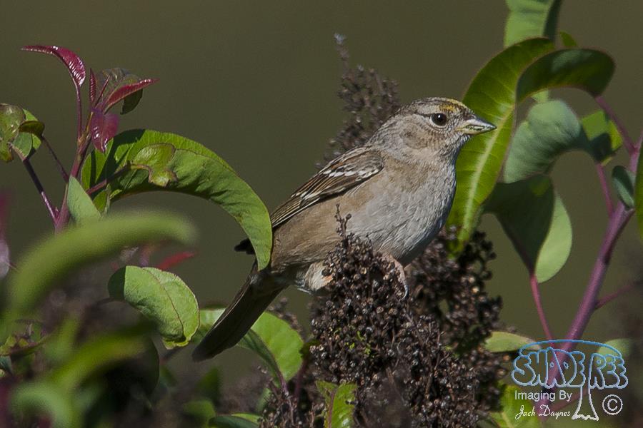 Golden-crowned Sparrow - Zonotrichia atricapilla