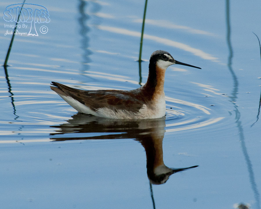 Wilson's Phalarope - Phalaropus tricolor