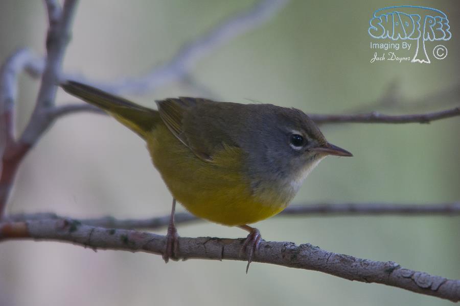 MacGillivray's Warbler - Geothlypis tolmiei