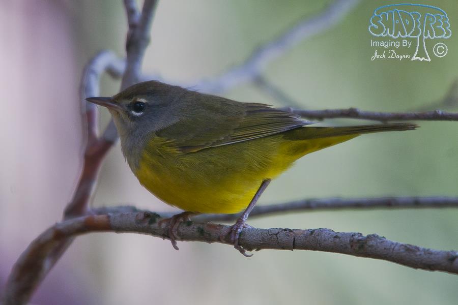 MacGillivray's Warbler - Geothlypis tolmiei