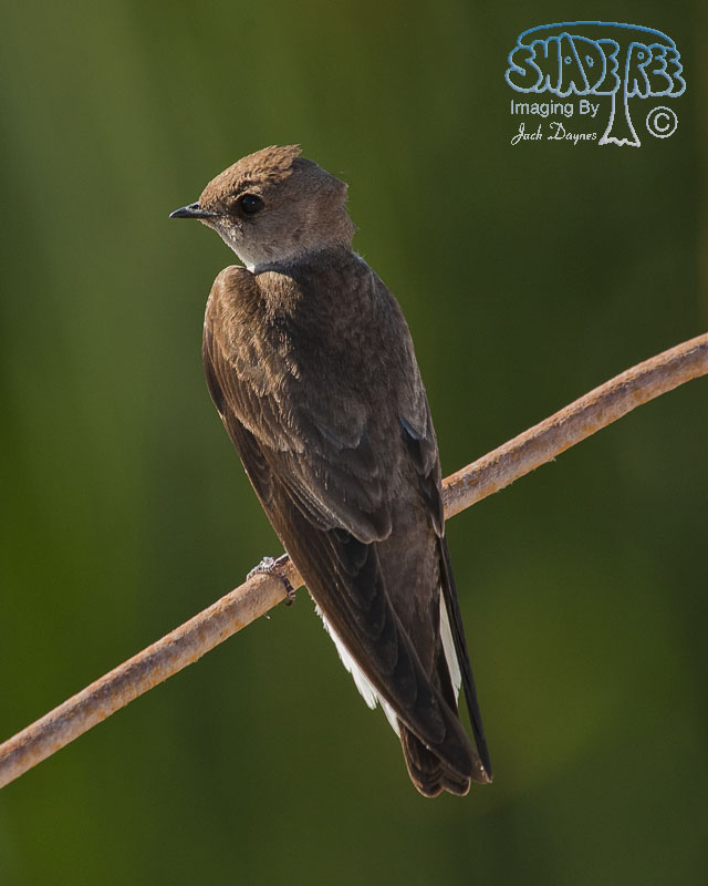 Northern Rough-Winged Swallow - Stelgidopteryx serripennis