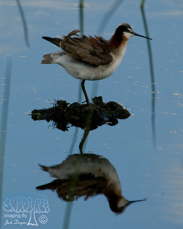 Wilson's Phalarope - Phalaropus tricolor