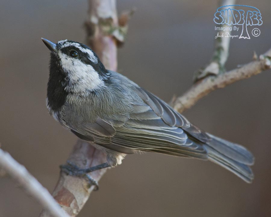 Mountain Chickadee - Poecile gambeli