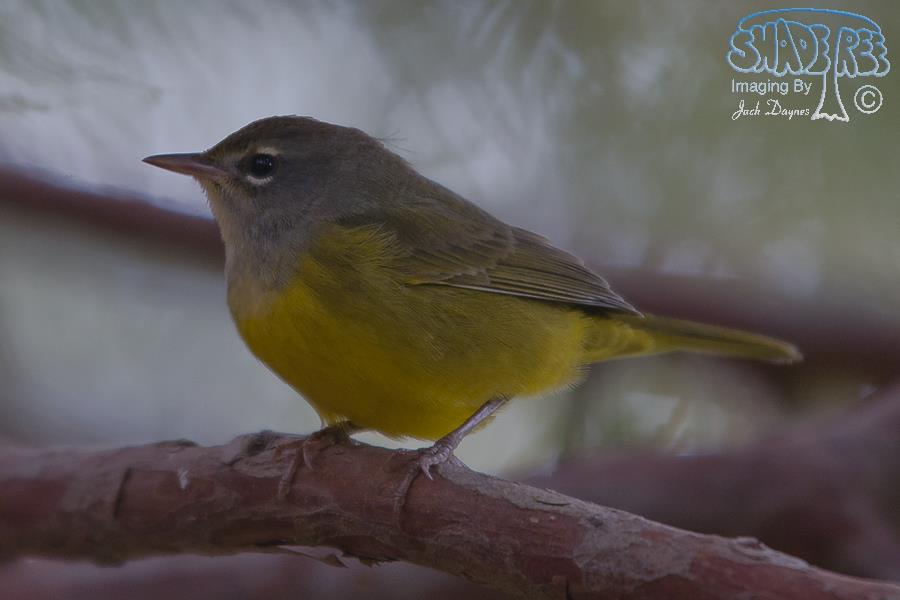MacGillivray's Warbler - Geothlypis tolmiei