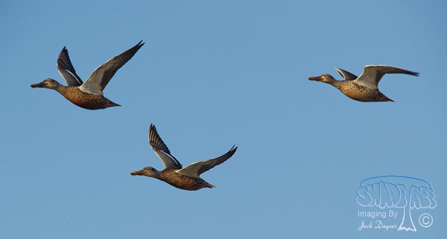 Northern Shoveler - Spatula clypeata