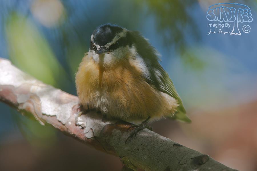 Red-Breasted Nuthatch - Sitta canadensis