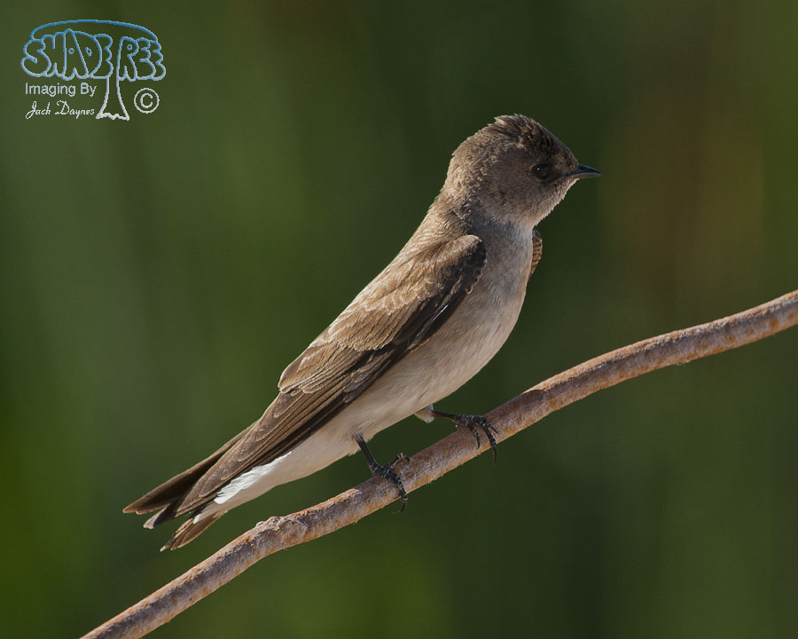 Northern Rough-Winged Swallow - Stelgidopteryx serripennis