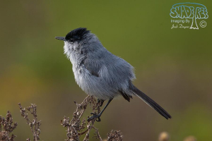 2012-03-11 Torrey Pines Gnatcatchers