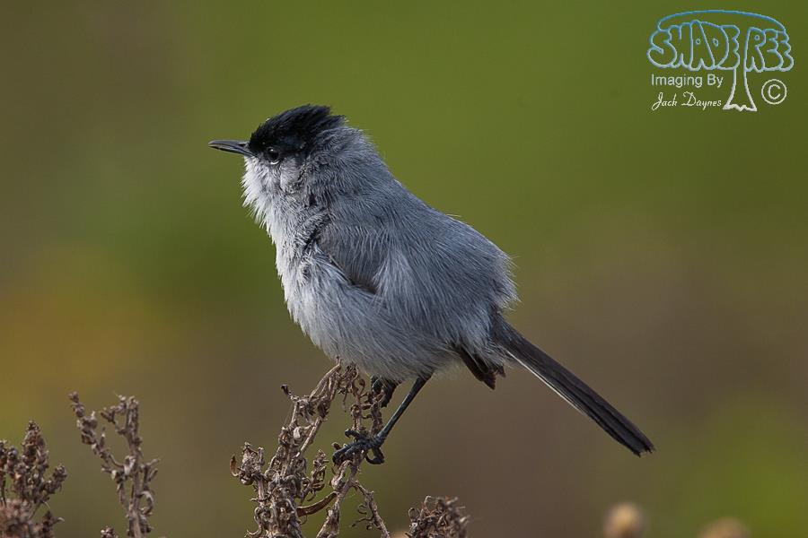 California Gnatcatcher - Polioptila californica