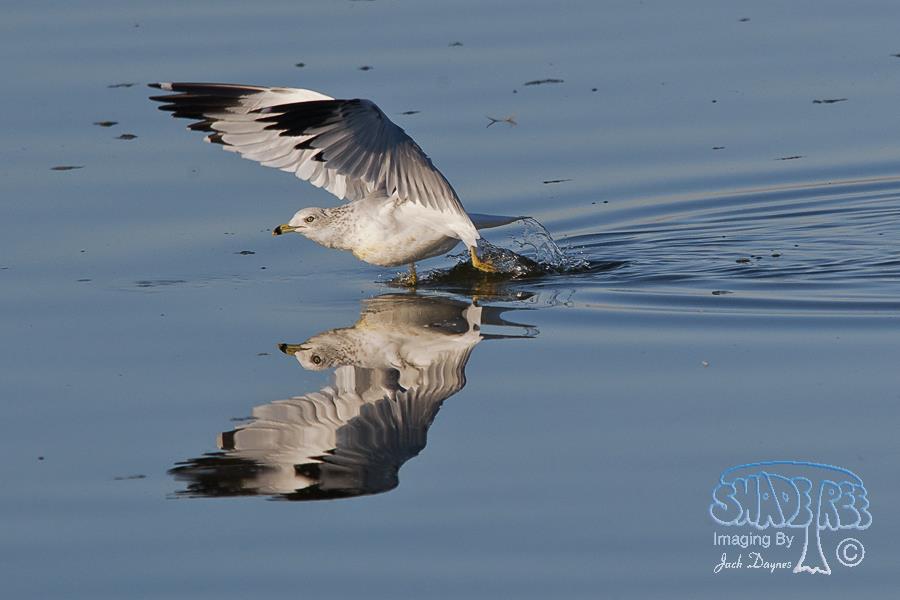 Ring-Billed Gull - Larus delawarensis