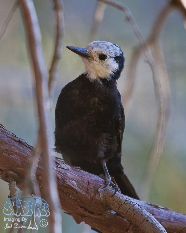 White-Headed Woodpecker - Leuconotopicus albolarvatus