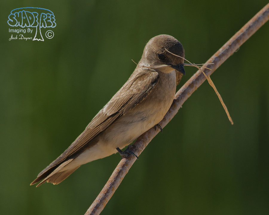 Northern Rough-Winged Swallow - Stelgidopteryx serripennis