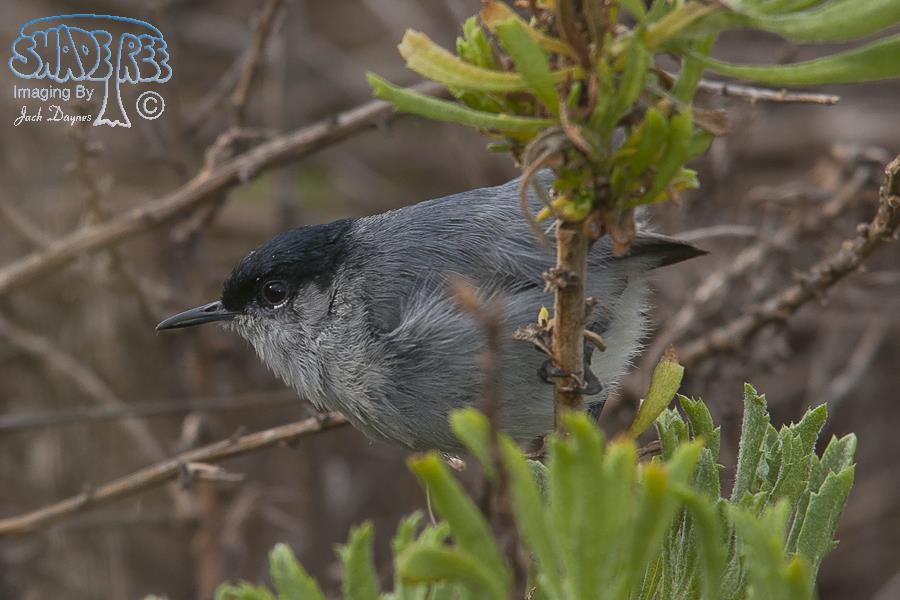 California Gnatcatcher - Polioptila californica