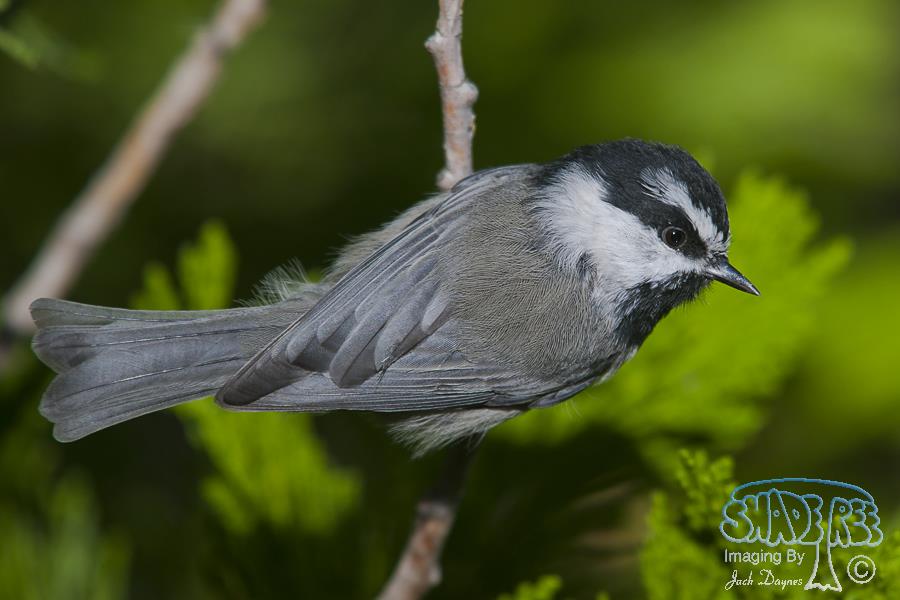 Mountain Chickadee - Poecile gambeli