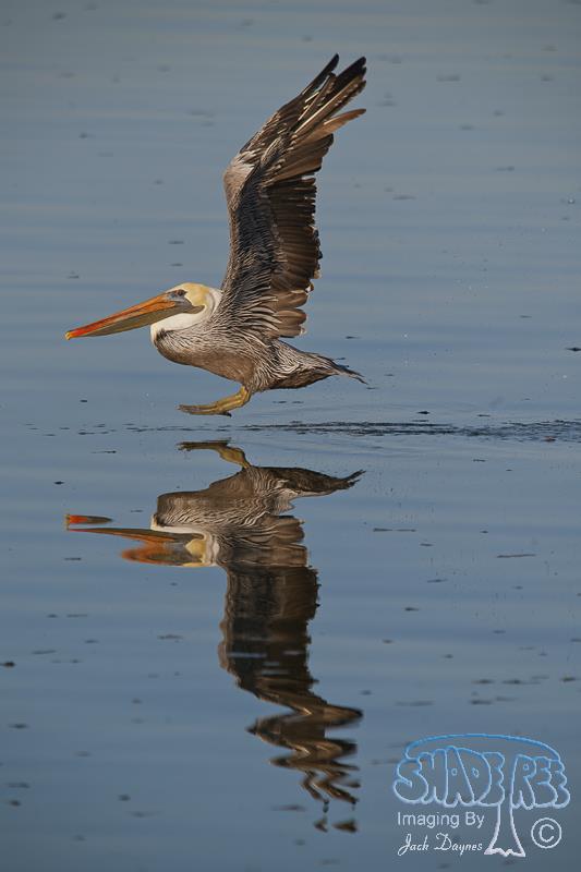 Brown Pelican - Pelecanus occidentalis