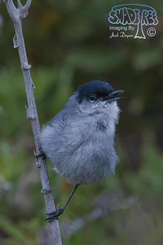California Gnatcatcher - Polioptila californica