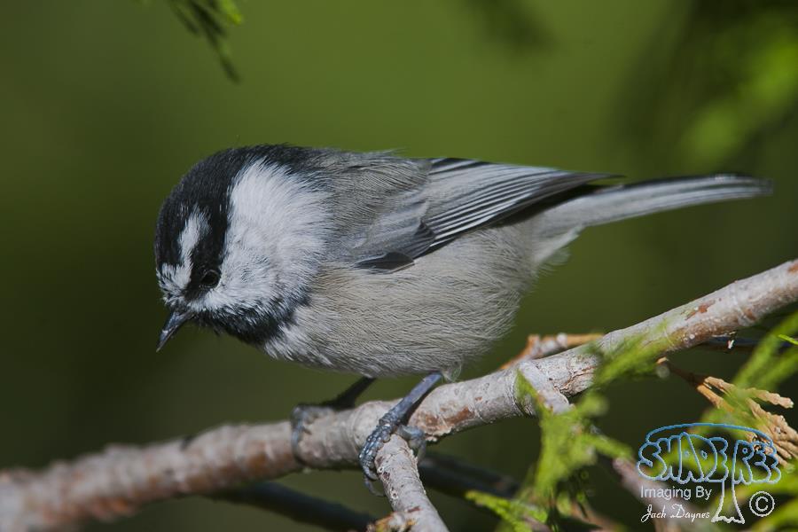 Mountain Chickadee - Poecile gambeli