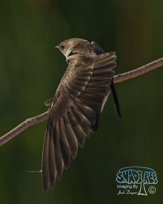 Northern Rough-Winged Swallow - Stelgidopteryx serripennis