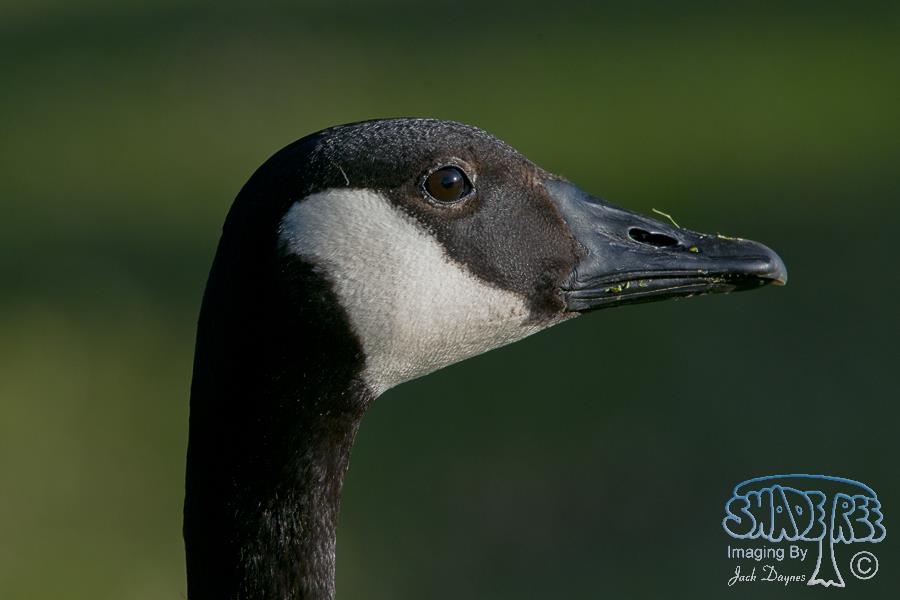 Canada Goose - Branta canadensis
