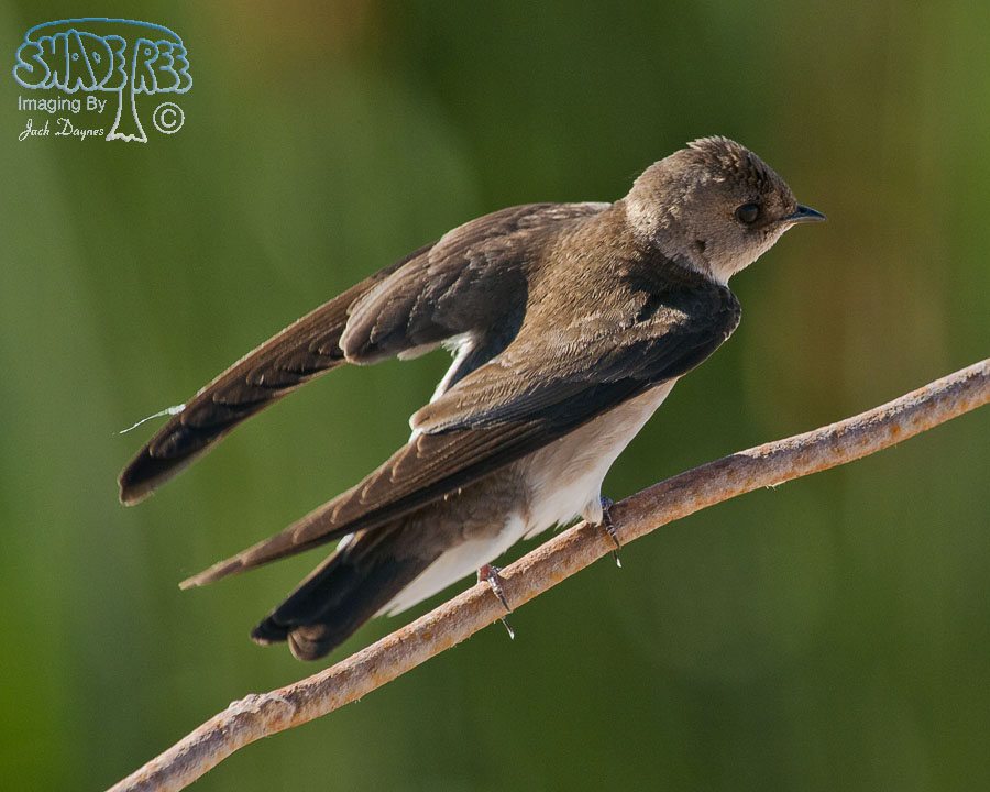 Northern Rough-Winged Swallow - Stelgidopteryx serripennis