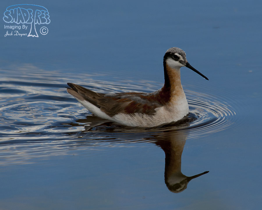 Wilson's Phalarope - Phalaropus tricolor