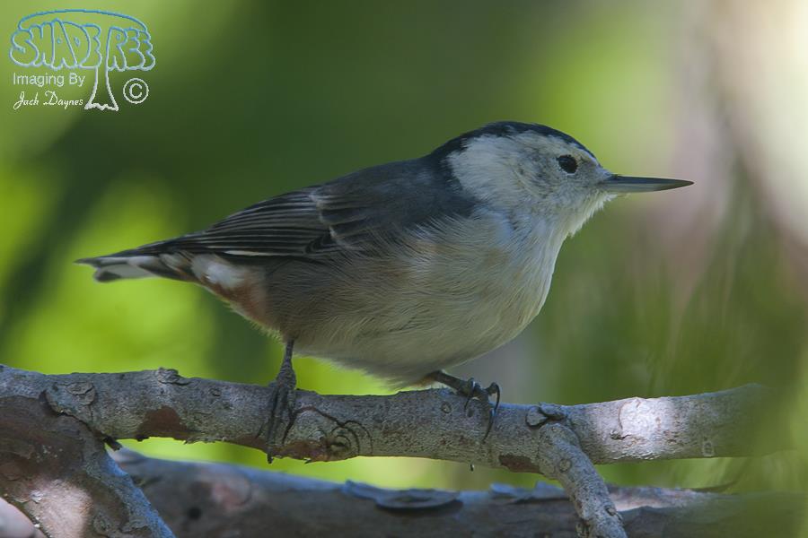 White-Breasted Nuthatch - Sitta carolinensis