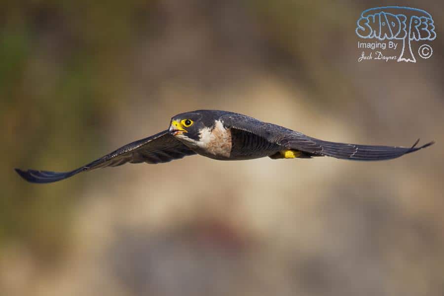 Peregrine Falcon - Falco peregrinus
