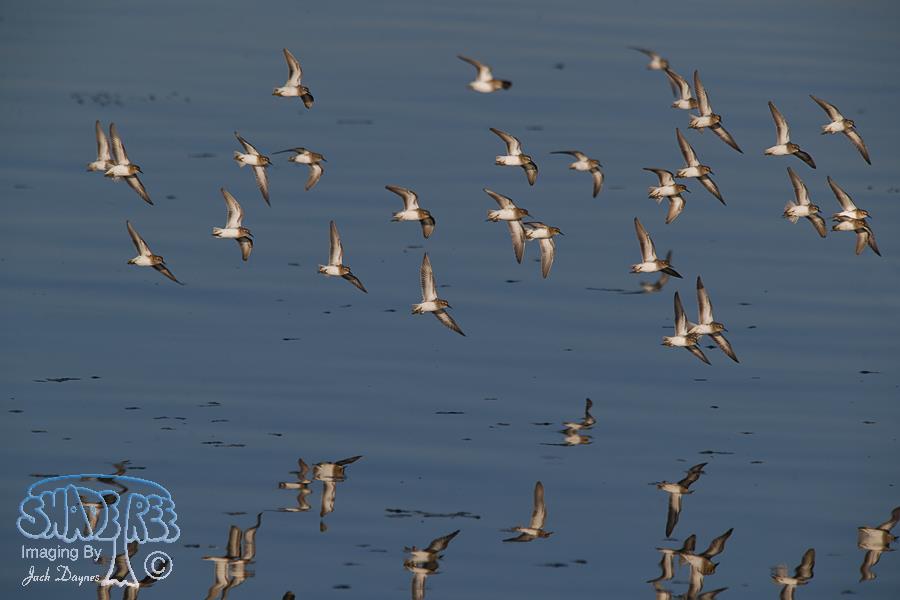 Least Sandpiper - Calidris minutilla
