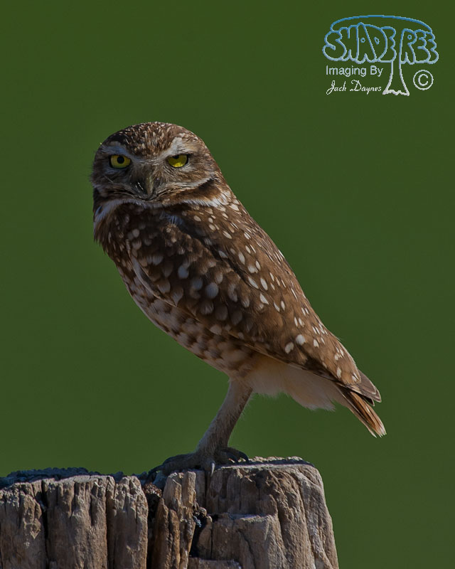 Burrowing Owl - Athene cunicularia