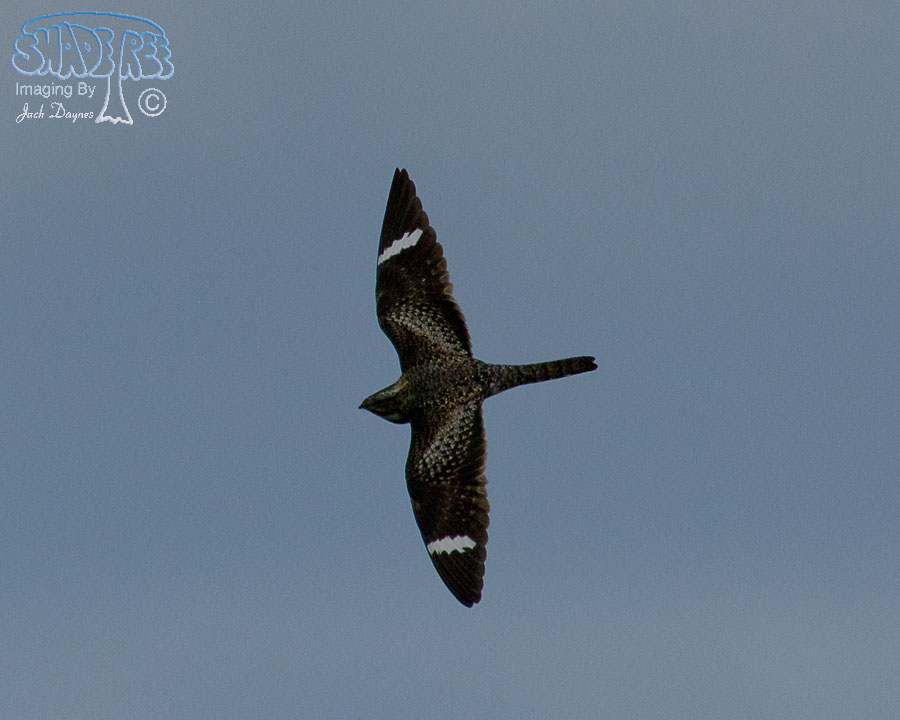 Common Nighthawk - Chordeiles minor