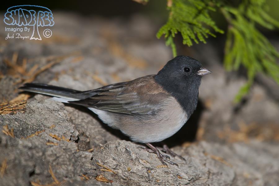 Dark-Eyed Junco - Junco hyemalis