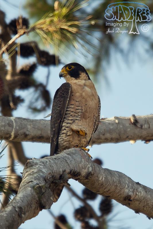 Peregrine Falcon - Falco peregrinus