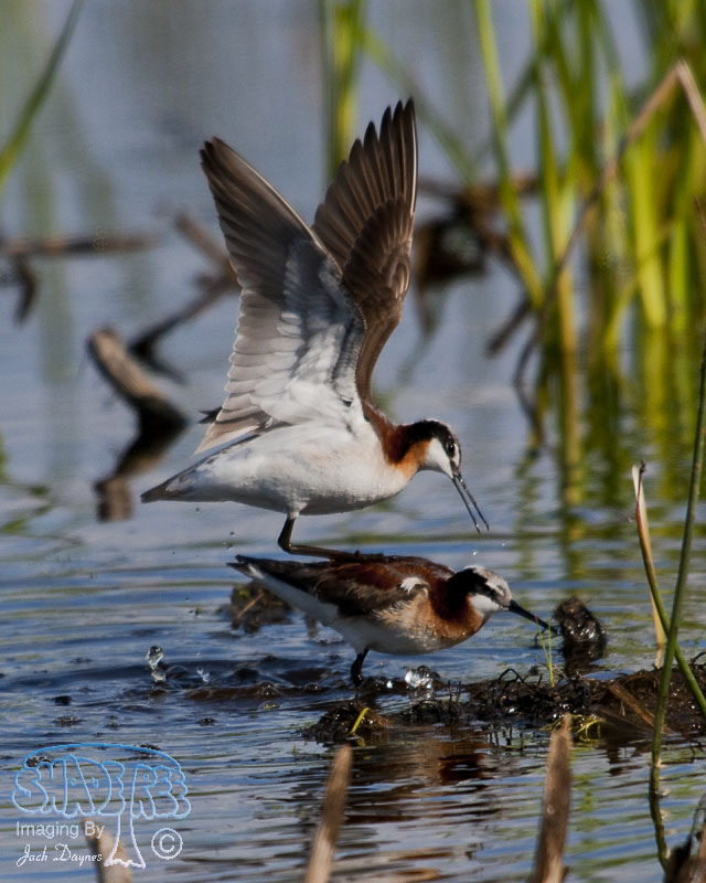 Wilson's Phalarope - Phalaropus tricolor