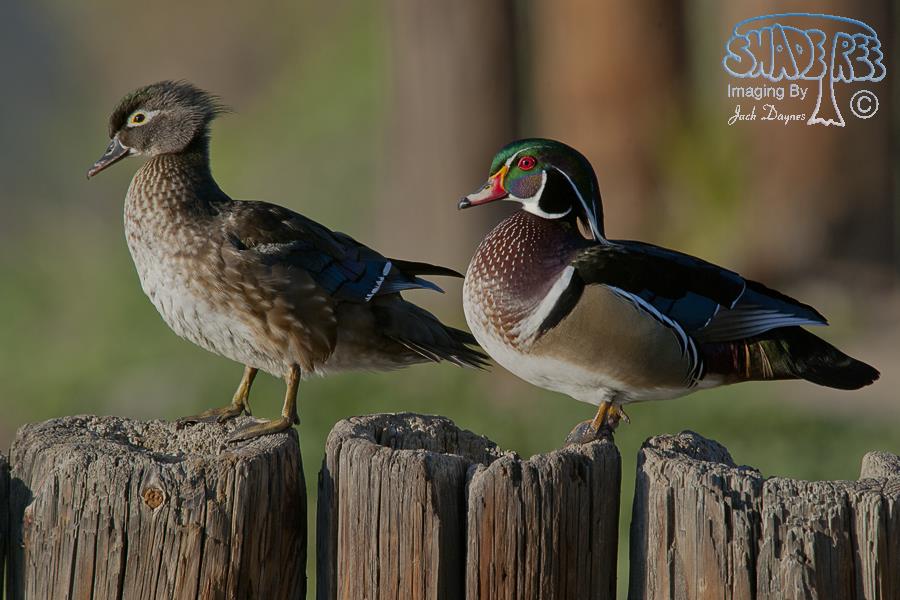 Wood Duck - Aix sponsa