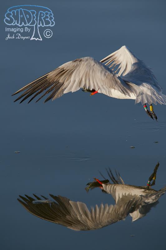 Caspian Tern - Hydroprogne caspia