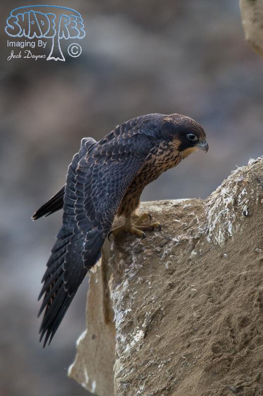 Peregrine Falcon - Falco peregrinus