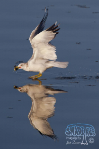 Memories of the Salton Sea, Southeastern Shoreline